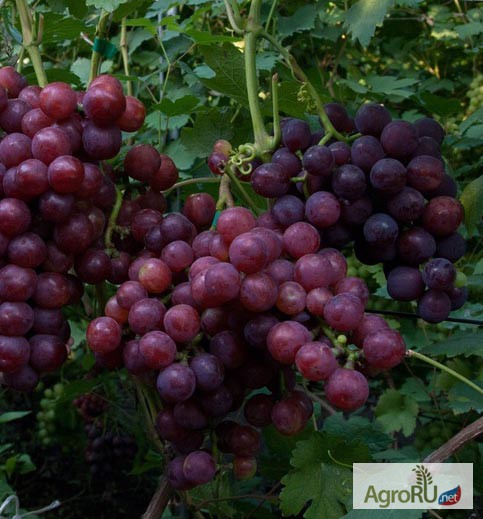 Фото 3. Саженцы и черенки винограда супер столовых сортов