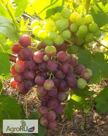 Фото 5. Саженцы и черенки винограда супер столовых сортов