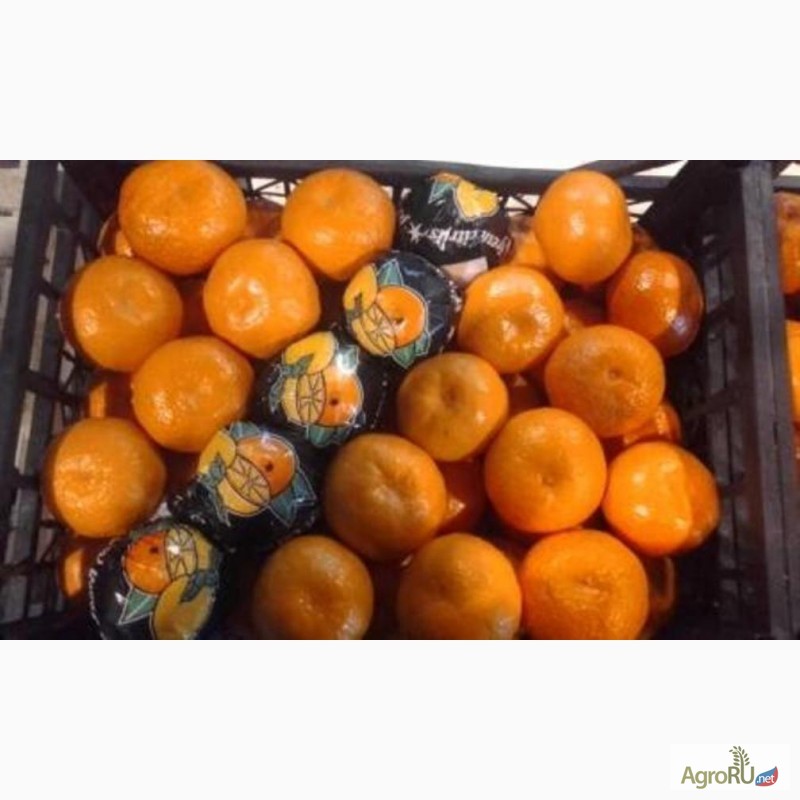 Фото 2. Мандарины Нова, Сацума, томаты Турция