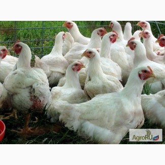 Суточные и подрощенные (10-14 дней) цыплята бройлеров породы КОББ-500 (Чехия)