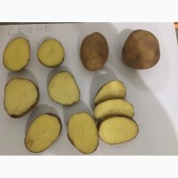 Картофель оптом, сорт Скарб