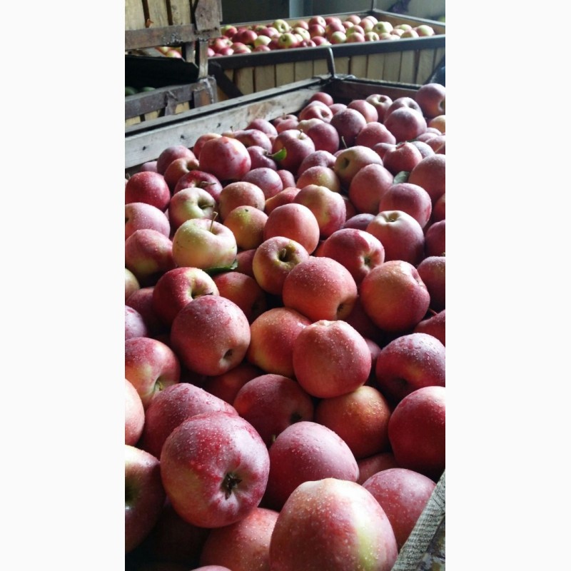 Продажа яблок (Молдавия)