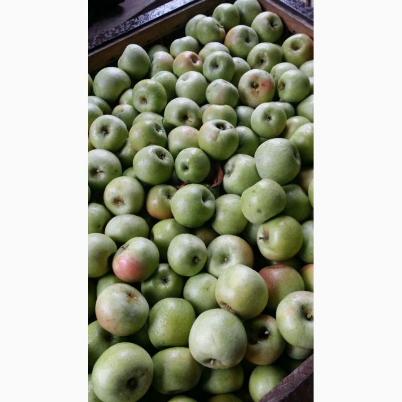 Фото 2. Продажа яблок (Молдавия)