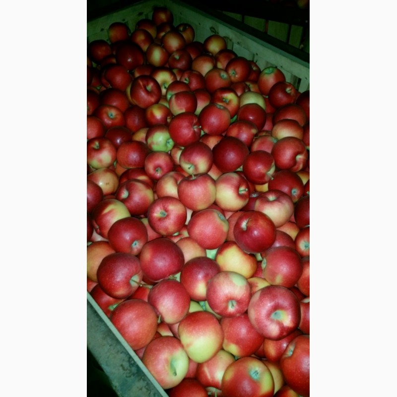 Фото 3. Продажа яблок (Молдавия)