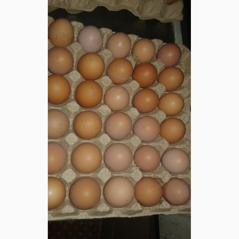 Фото 2. Яйцо куриное
