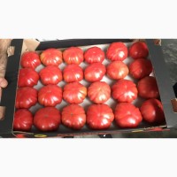 Продаем помидоры тепличные оптом от фуры, договор с производителем, оплата любая