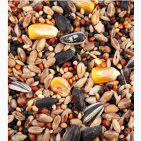 ООО «Атлантис»продает зерносмесь: пшеница, кукуруза, просо, семечка (в мешках)