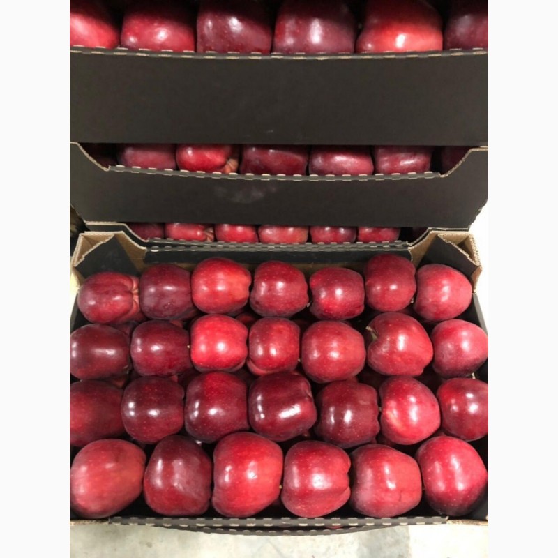 Фото 2. Продаем яблоки Молдавские от производителя в Брянске