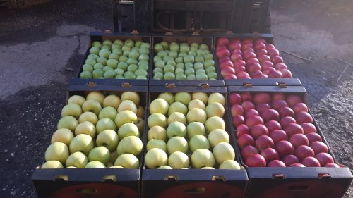 Фото 4. Продаем яблоки Молдавские от производителя в Брянске