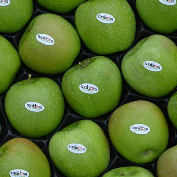 Фото 5. Продаем яблоки Молдавские от производителя в Брянске