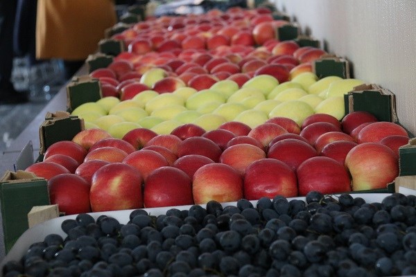 Фото 3. Продаем яблоки Молдавские от производителя в Брянске