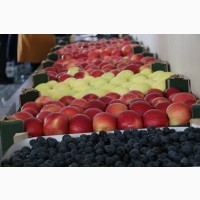 Продаем яблоки Молдавские от производителя в Брянске