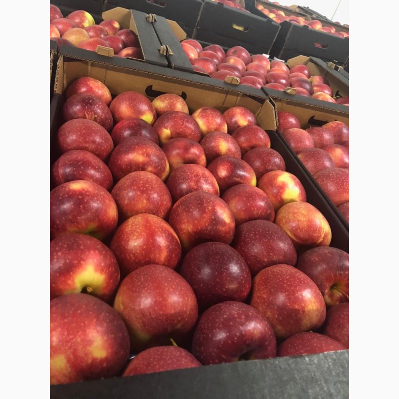 Фото 7. Продаем яблоки Молдавские от производителя в Брянске
