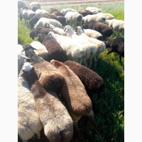 Продажа баранов, эдельбаевской, курдючной породы
