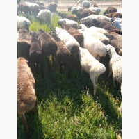 Продажа баранов, эдельбаевской, курдючной породы