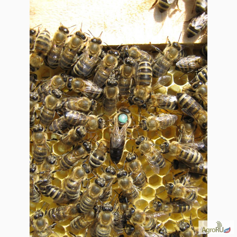 Фото 2. Продам пчелопакеты карпатка в Абакане доставка бесплатно