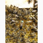 Продам пчелопакеты карпатка в Абакане доставка бесплатно