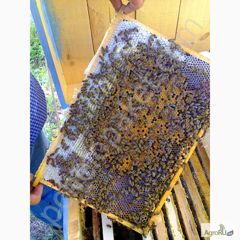 Фото 4. Продам пчелопакеты карпатка в Абакане доставка бесплатно