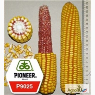 Семена кукурузы П9025 ФАО330