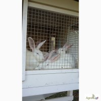 Кролики-Акселераты