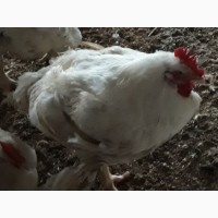 Продаю домашних цыплят на мясо живым весом