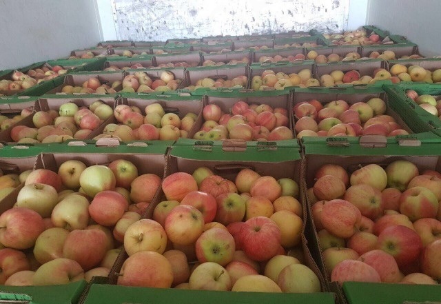 Фото 2. Оптовые поставки вкусных яблок от агрофирмы