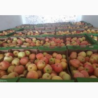 Оптовые поставки вкусных яблок от агрофирмы