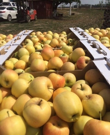 Фото 3. Оптовые поставки вкусных яблок от агрофирмы