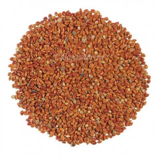 Сорго зерновое (семена) опт от 1 тонны
