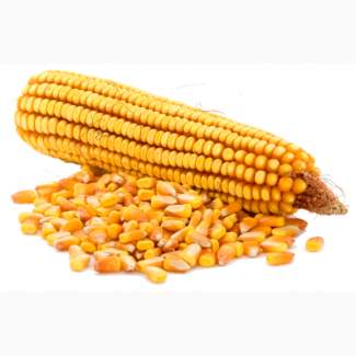 Семена кукурузы РАЖТ (РФ)