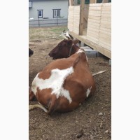 Айширскую дойную корову