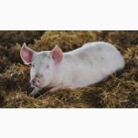 Срочно Свиньи живой вес / опт Фермерская свинина