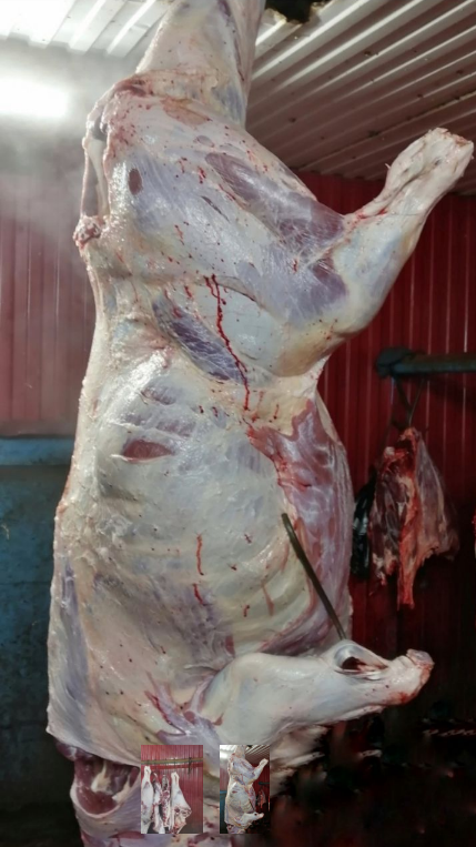 Фото 3. Мясо-говядина порода СИММЕНТАЛЬСКАЯ полутушах