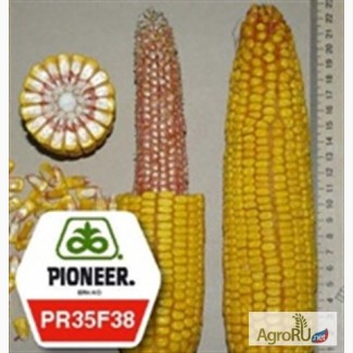 Семена кукурузы ПР35ф38 ФАО490