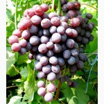 Саженцы и черенки виноградных КУ сортов