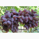 Саженцы и черенки виноградных КУ сортов