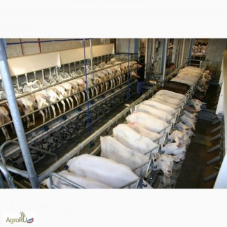 Оборудование для содержания и доения коз овец крс