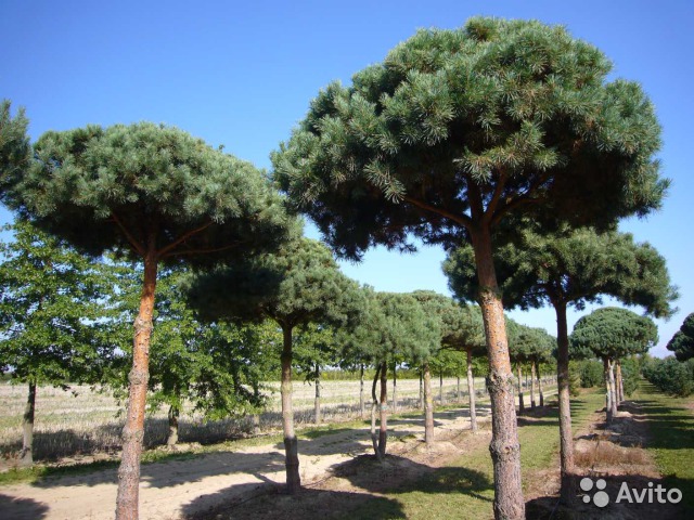 Фото 4. Саженцы хвойных и лиственных деревьев оптом