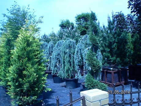 Фото 6. Саженцы хвойных и лиственных деревьев оптом