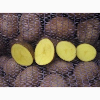 Продовольственный картофель оптом из Гомеля, Вектор, Бриз 5+ напрямую с поля 6, 5р
