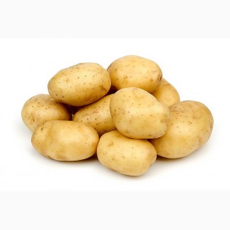 Оптом картофель от поставщика