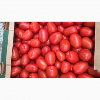 Реализуем продажу помидора Новичок в любом количестве