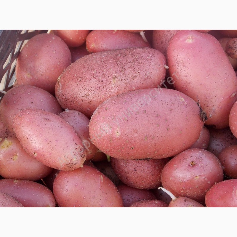 Фото к объявлению: семена картофеля — AgroRU.net