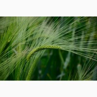 Продаём пшеницу, кукурузу, семечки и др