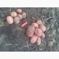 Картофель нового урожая от производителя