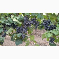 Продам виноград столовый и технический, ассортимент