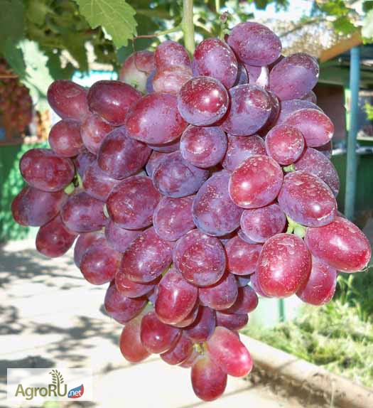Фото 4. Саженцы и черенки винограда очень урожайные