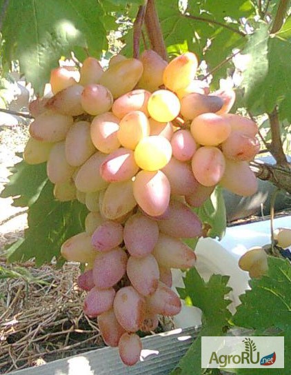 Фото 5. Саженцы и черенки винограда очень урожайные