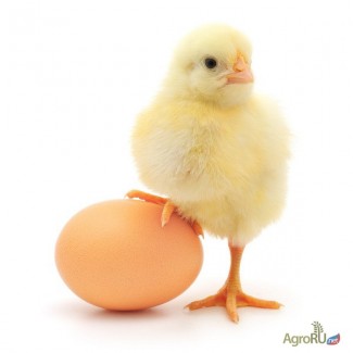 Декоративные куры, цыплята, яйцо инкубационое