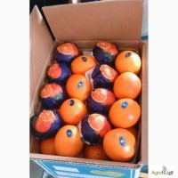 Апельсины напрямую от производителя Египет, Турция